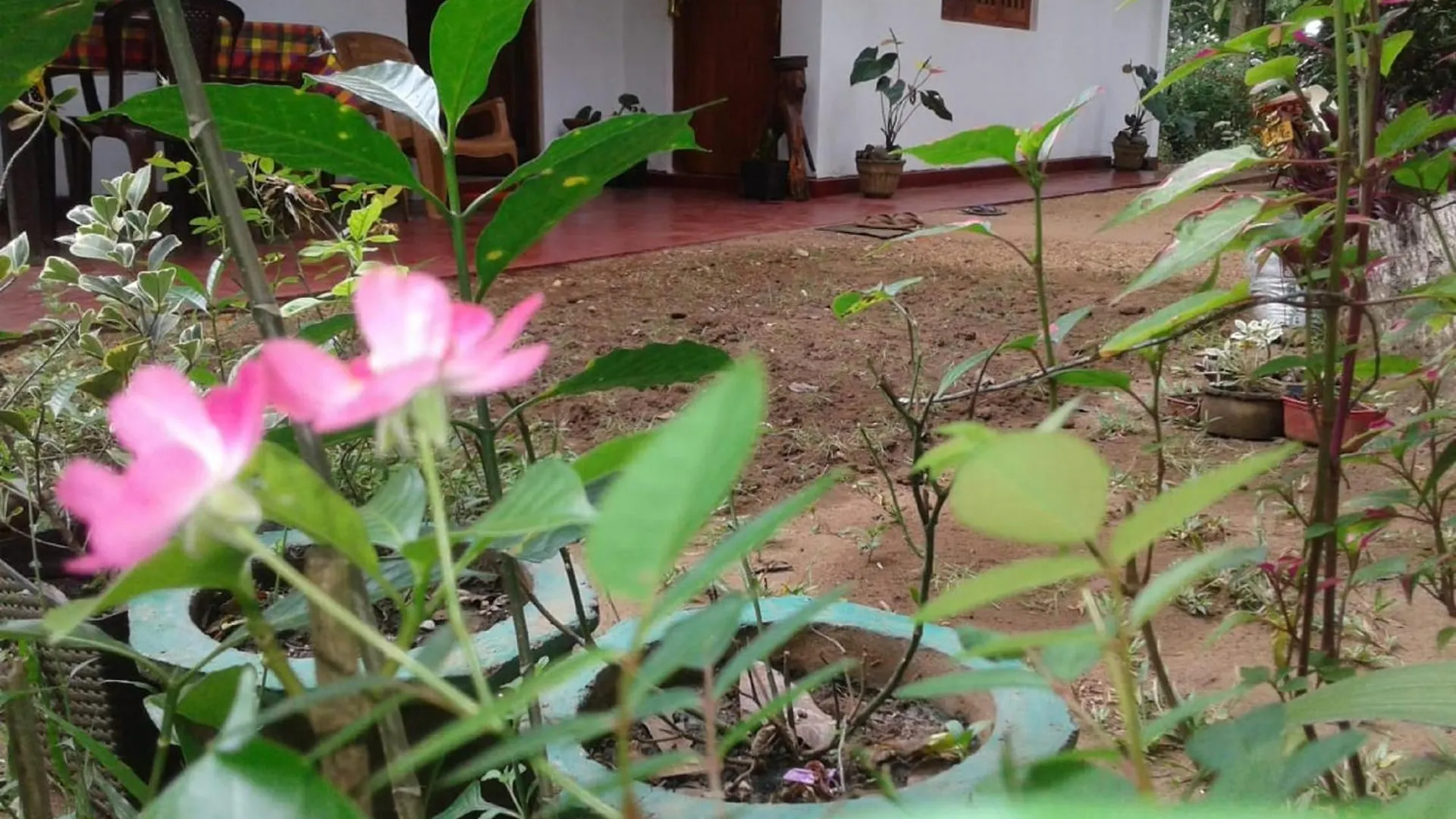 Winstar Homestay Sigiriya