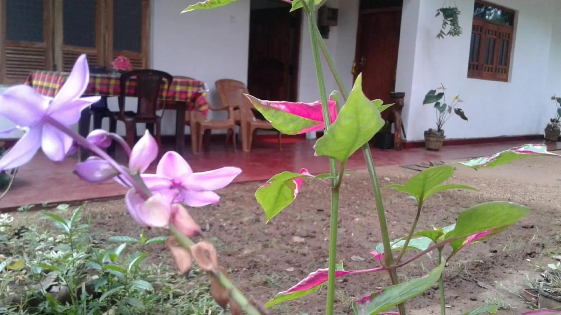 Winstar Homestay Sigiriya