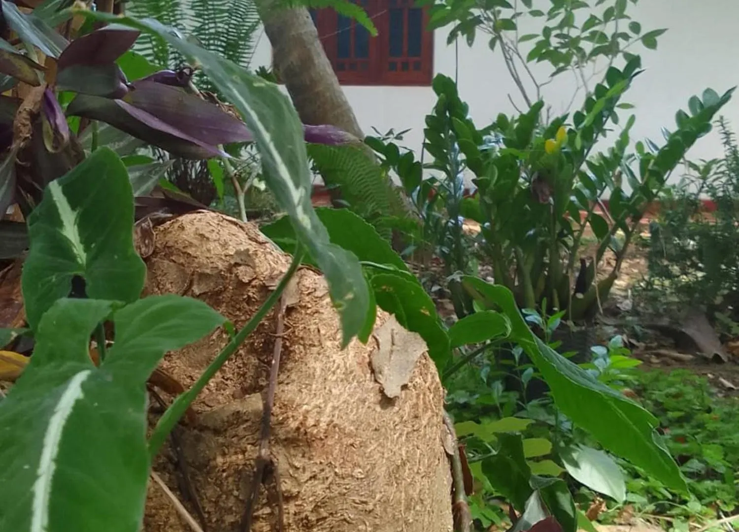 Winstar Homestay Sigiriya