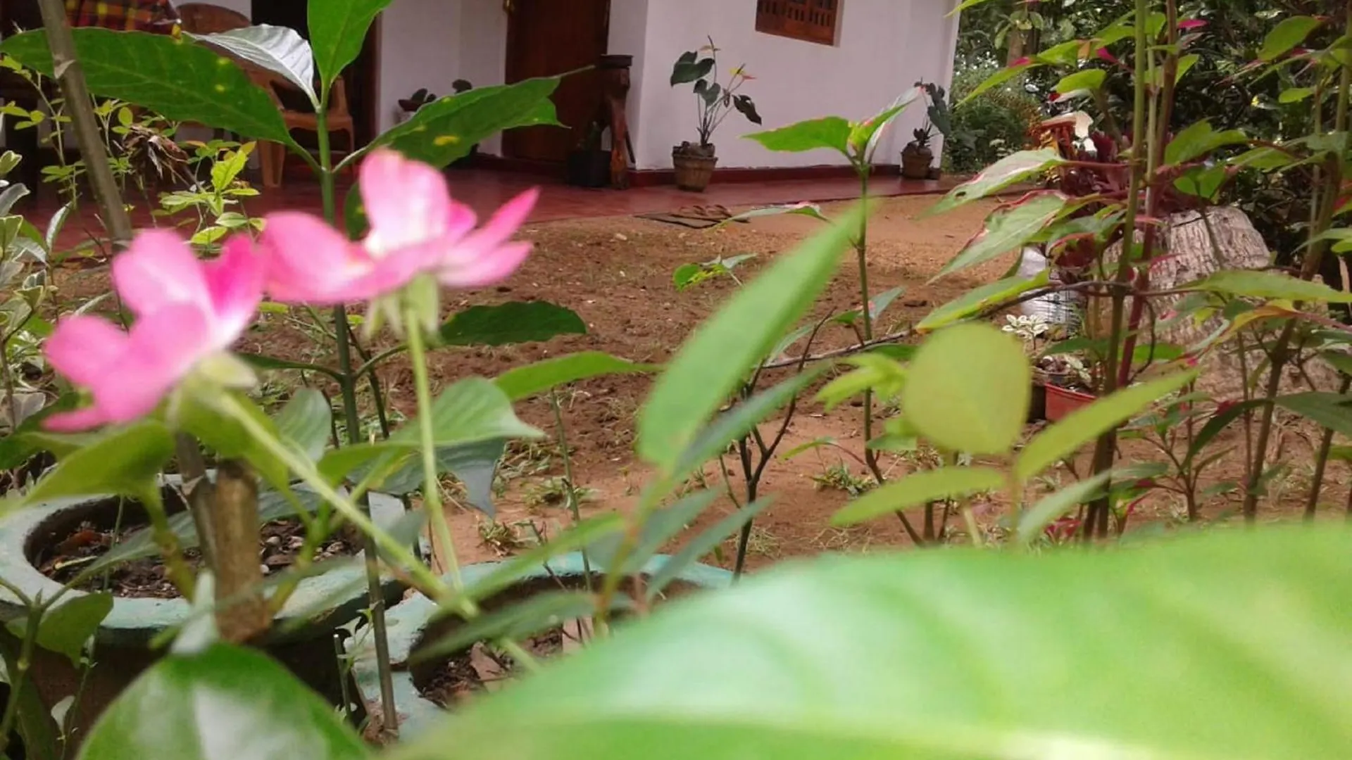 Winstar Homestay Sigiriya Sri Lanka