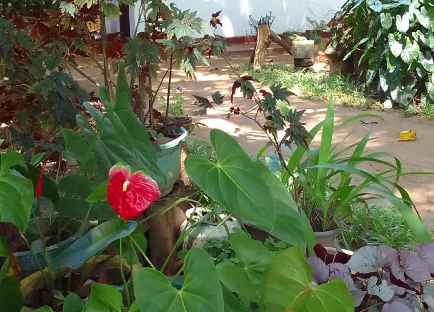 Winstar Homestay Sigiriya