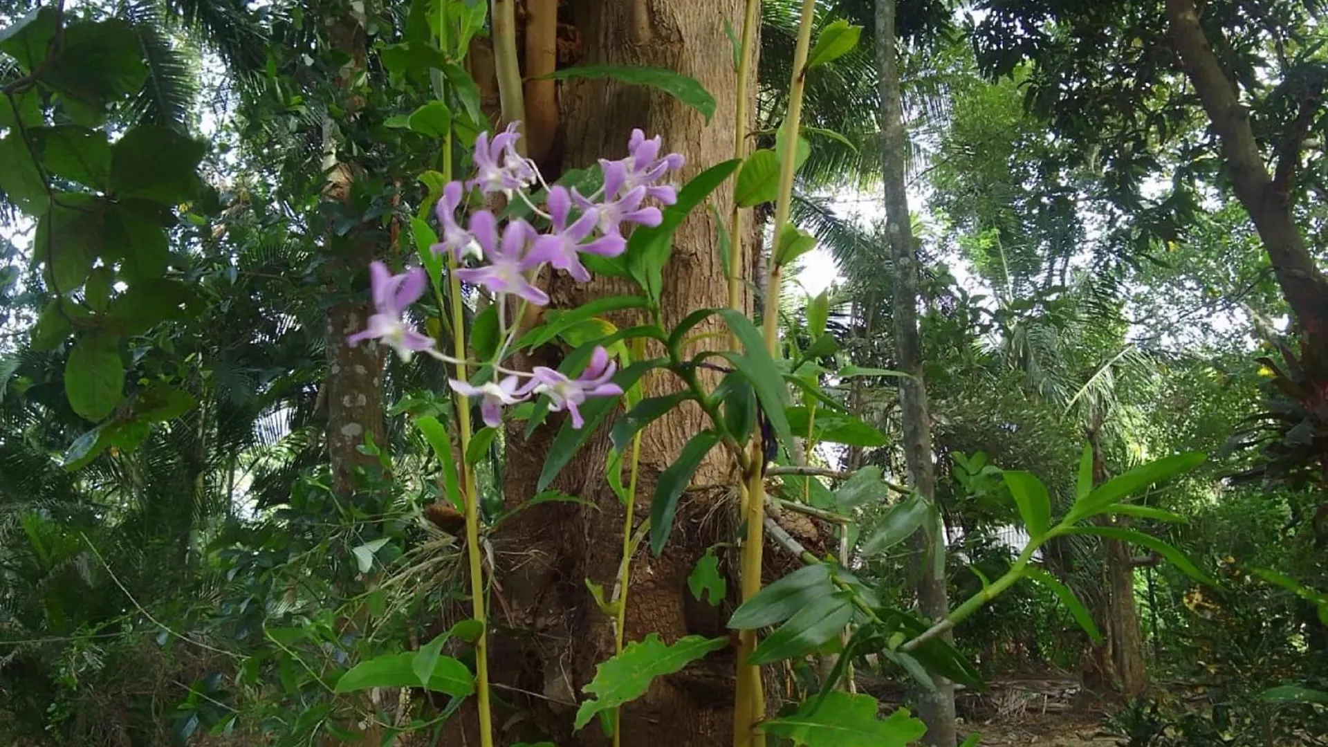 Winstar Homestay Sigiriya